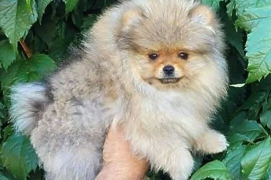 Szpic miniaturowy pomeranian-suczka ZKwP FCI