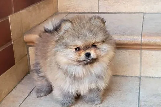Szpic miniaturowy pomeranian-suczka ZKwP FCI, Śląskie, Toszek