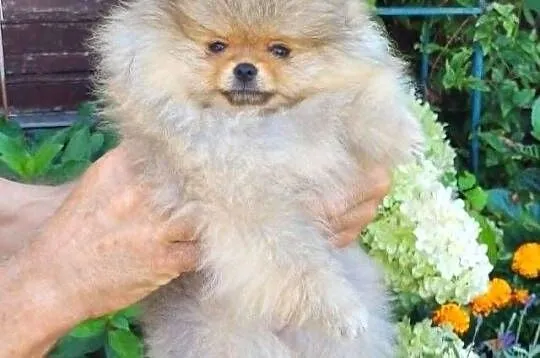 Szpic miniaturowy pomeranian-suczka ZKwP FCI, Śląskie, Toszek