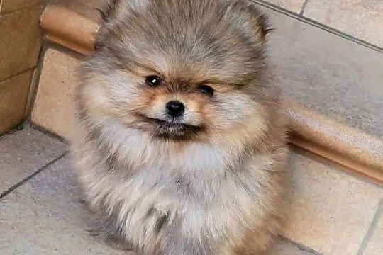 Szpic miniaturowy pomeranian-suczka ZKwP FCI, Śląskie, Toszek