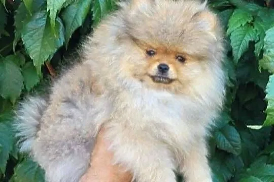 Szpic miniaturowy pomeranian-suczka ZKwP FCI, Śląskie, Toszek