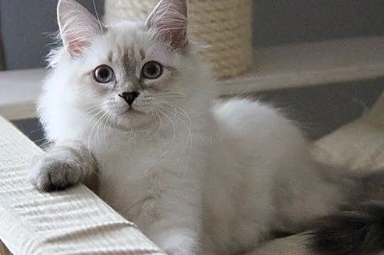Ksenia, piękna srebrzysta kotka Syberyjska Neva Ma, Kutno