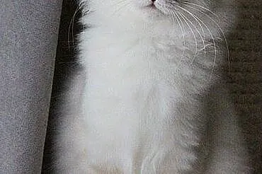 Ksenia, piękna srebrzysta kotka Syberyjska Neva Ma, Kutno
