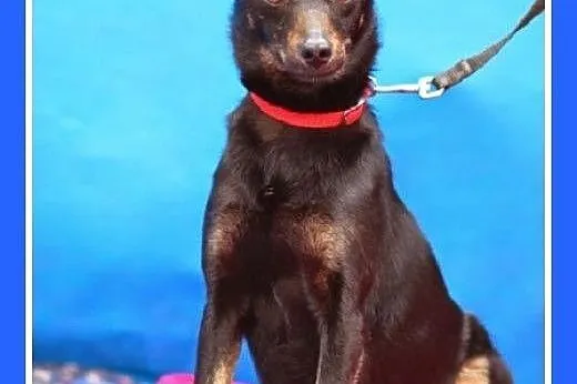 Mała 7 kg,łagodna,wesoła,grzeczna suczka RADZIA.Adopcja,  małopolskie Kraków