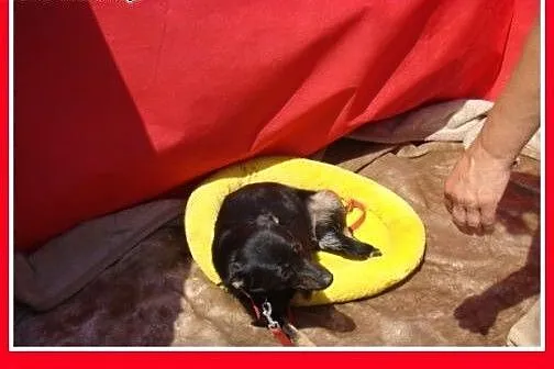 Mała 7 kg,łagodna,wesoła,grzeczna suczka RADZIA.Ad