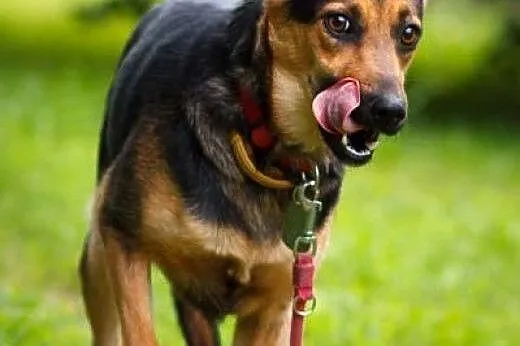 LEJLA - śliczna, kochana owczarkowata sunia szuka 
