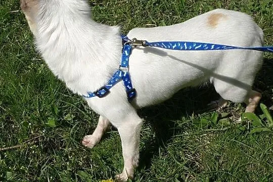 Piesek Chihuahua 17 mcy, ZKwP, Duchów