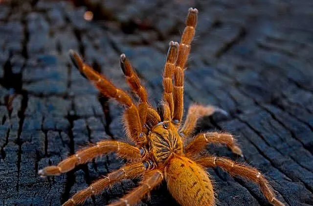 SAMICA Pterinochilus murinus