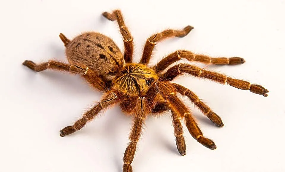 SAMICA Pterinochilus murinus
