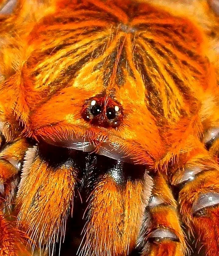 SAMICA Pterinochilus murinus