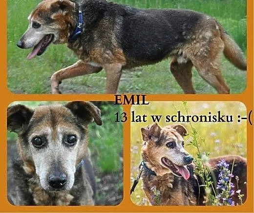 Kochany staruszek, śląskie Zabrze