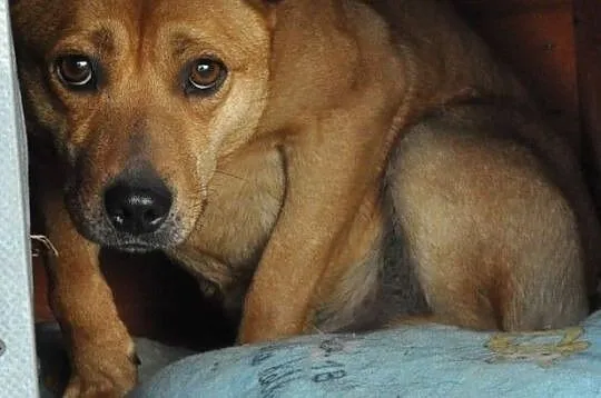 JAPKA-energiczny piesek po przejściach prosi o dom, adopcja