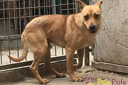 JAPKA-energiczny piesek po przejściach prosi o dom, adopcja, Małopolskie, Kraków