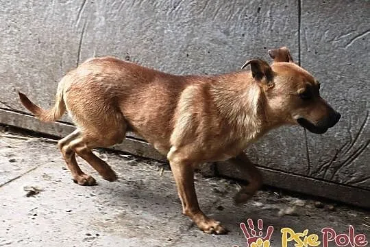 JAPKA-energiczny piesek po przejściach prosi o dom, adopcja, Małopolskie, Kraków
