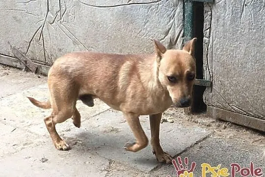 JAPKA-energiczny piesek po przejściach prosi o dom, adopcja, Małopolskie, Kraków