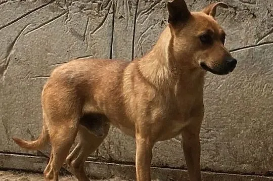 JAPKA-energiczny piesek po przejściach prosi o dom, adopcja, Małopolskie, Kraków