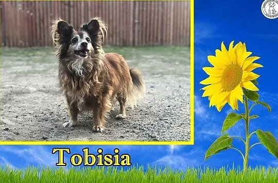 TOBISIA – mała seniorka, spokoju mentorka