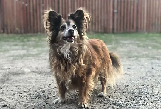 TOBISIA – mała seniorka, spokoju mentorka, Łódzkie, Łódź