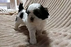 Shih-tzu