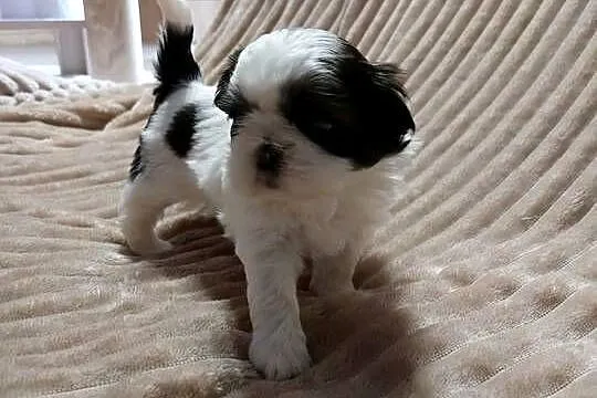 Shih-tzu