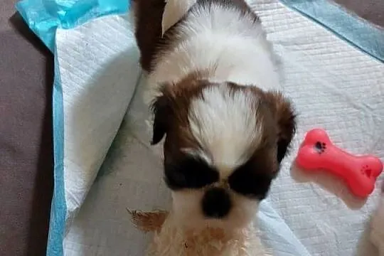Shih-tzu, Małopolskie, Andrychów
