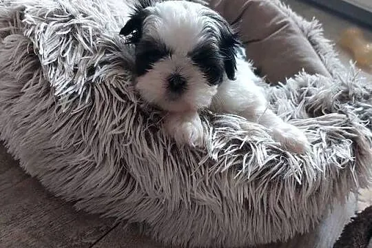 Shih-tzu, Małopolskie, Andrychów