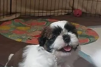 Shih-tzu, Małopolskie, Andrychów