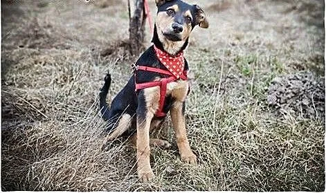 NICO-przeuroczy ROZKOSZNY psi DZIECIAK do adopcji,