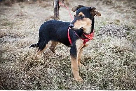 NICO-przeuroczy ROZKOSZNY psi DZIECIAK do adopcji,