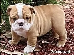 Buldog angielski szczenięta