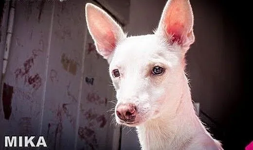 Psotka, Milka, Mika i Max! Psy potrzebujące pomocy