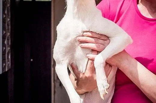 Psotka, Milka, Mika i Max! Psy potrzebujące pomocy