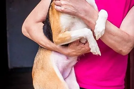 Psotka, Milka, Mika i Max! Psy potrzebujące pomocy