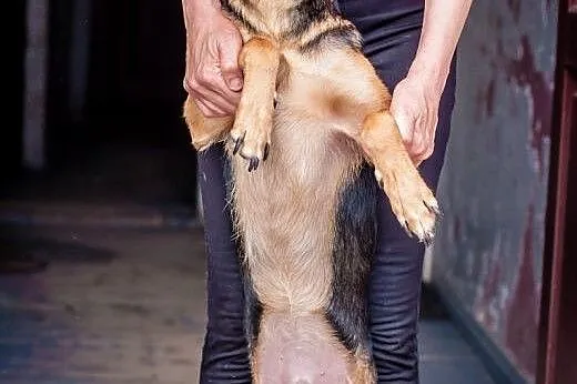 Psotka, Milka, Mika i Max! Psy potrzebujące pomocy