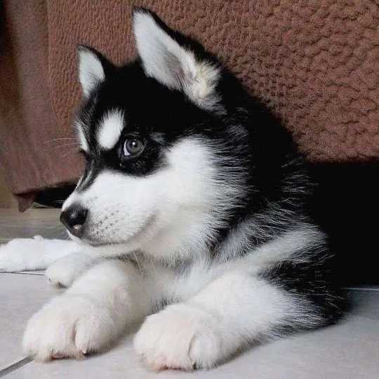 Zdrowy szczeniak husky syberyjskiego (burdentom022@gmail.com)