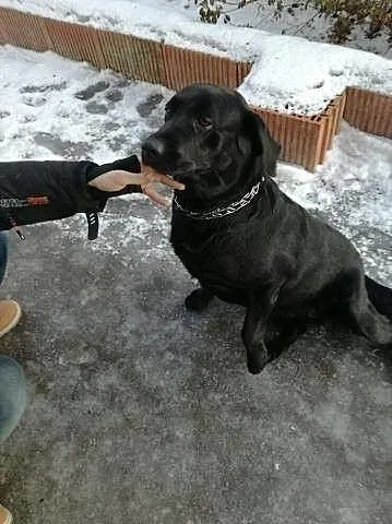 Safi - spokojna sunia w typie labradora szuka domu