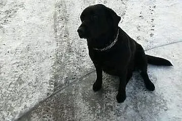 Safi - spokojna sunia w typie labradora szuka domu