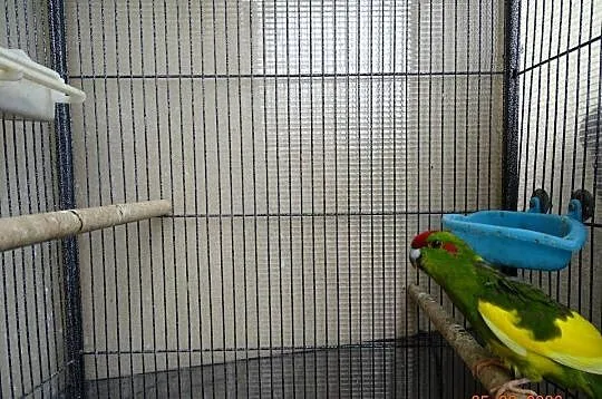 PAPUGI MODROLOTKI KOZIA, Podkarpackie, Sędziszów Małopolski