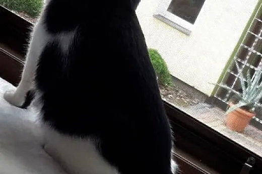Wspaniały Koci Przytulak szuka DOMU na zawsze.,  m