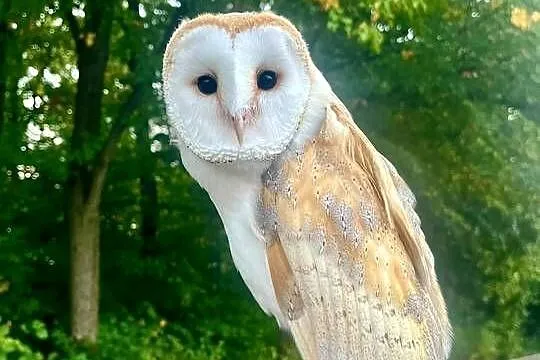 Sowa płomykówka Tyto Alba ręcznie karmiona, Śląskie, Cieszyn