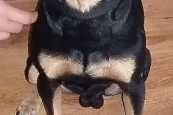 Daj dom malemu Bobikowi???
