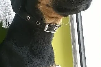 Daj dom malemu Bobikowi???