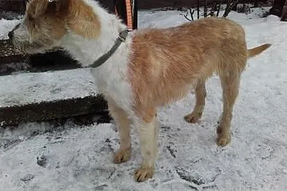 Pokochaj mnie i weź do domu... Foster.,  dolnośląskie Wrocław
