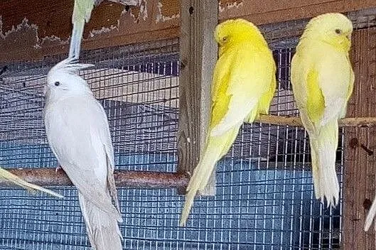 Nimfy albino kupię