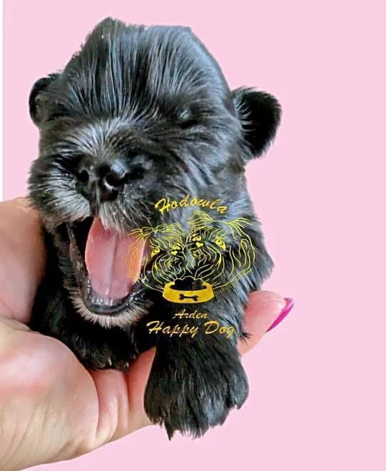 Szczenięta shih tzu gen blue, Śląskie, Zawiercie