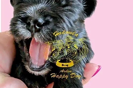 Szczenięta shih tzu gen blue, Śląskie, Zawiercie