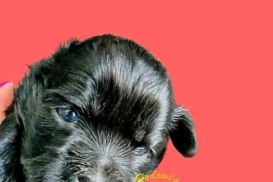 Szczenięta shih tzu gen blue, Śląskie, Zawiercie