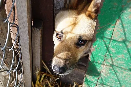 Radosna Rysia, urocza suczka szuka domu, który nauczy ją żyć