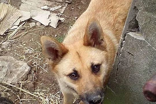 Radosna Rysia, urocza suczka szuka domu, który nau