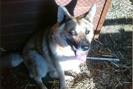 Radosna Rysia, urocza suczka szuka domu, który nau